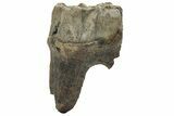 Fossil Woolly Rhino (Coelodonta) Tooth - Siberia #225600-2